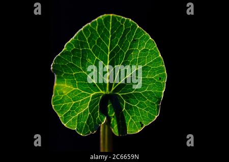 Blatt einer kleinen Zöldine mit dunklem Hintergrund Stockfoto