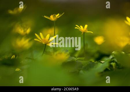 Kleinen Schöllkraut Blumen Stockfoto