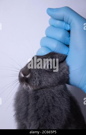 Eine Hand in einem medizinischen Handschuh hält ein graues Kaninchen. Veterinär, Experimente Konzept. Stockfoto