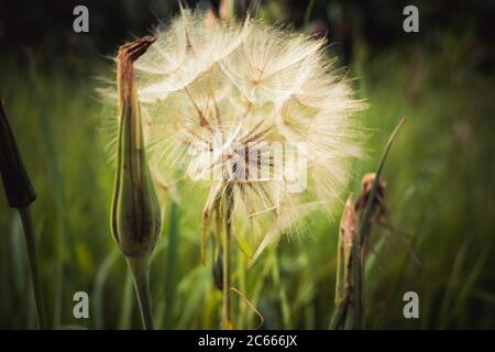 Tragopogon, Ziegenbart oder Salsify ist wie eine riesige Löwenzahn Blume. Samen in Form von Parashuti mit weißem Flusen. Stockfoto