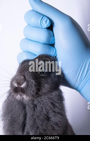 Eine Hand in einem medizinischen Handschuh hält ein graues Kaninchen. Veterinär, Experimente Konzept. Stockfoto