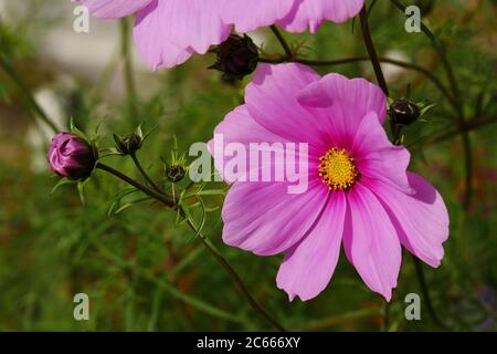 Lila Cosmea - Schmuckkorb Stockfoto