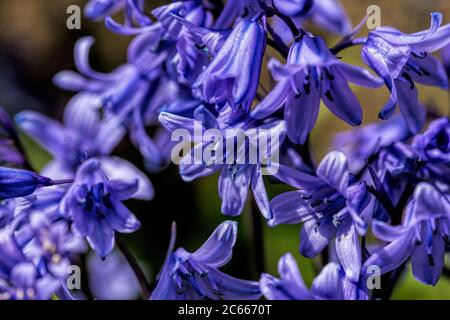 Wilde Bluebells in einem Norfolk-Frühlingswald Stockfoto