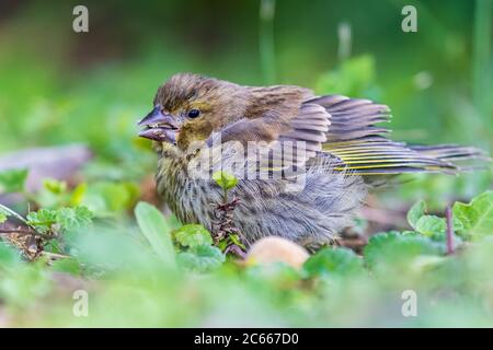 Junger europäischer Grünfink (Chloris chloris) im Garten Stockfoto