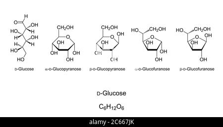 Glukose, Monosaccharid, chemische Struktur. Einfacher Zucker. Natta-Projektion von D-Glukose mit offener Kette. Haworth-Projektionen von vier zyklischen Isomeren. Stockfoto