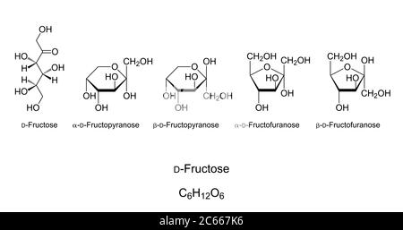 Fructose, Fruchtzucker, Monosaccharid, chemische Struktur. Einfacher Zucker. Natta-Projektion von Open-Chain Fructose. Haworth-Projektion zyklischer Isomere. Stockfoto