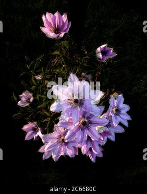 Clematis in der Abendsonne in voller Blüte Stockfoto