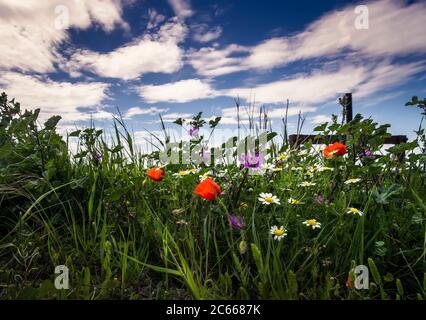 Wildblumenwiese bei Vinassan im Frühjahr Stockfoto