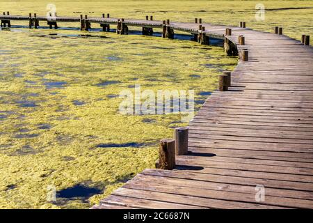 Holzbrücke über den Etang du Doul bei Peyriac de Mer im Frühjahr wird die Wasseroberfläche mit Algen überflutet, Stockfoto