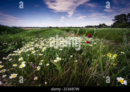 Blumenwiese am Rande des Feldes im Frühjahr bei Vinassan Stockfoto