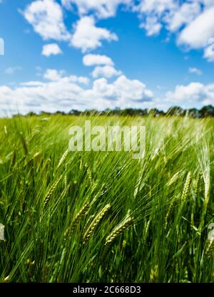 Nahaufnahme von Weizen in einem Weizenfeld Stockfoto