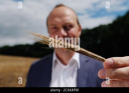 07. Juli 2020, Sachsen, Großweitzschen: Wolfram Günther (Grüne), Sächsischer Landwirtschaftsminister, zeigt ein Ohr der Wintergerste, die vom Spätfrost des sogenannten Tauben Ohres betroffen ist. Reife und gesunde Ohren hängen wegen des Gewichts der Körner. Foto: Sebastian Willnow/dpa-Zentralbild/dpa Stockfoto