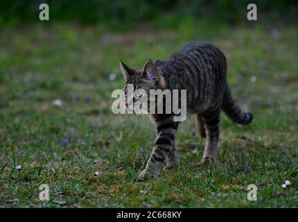 Junge Hauskatze auf einer Wanderung Stockfoto