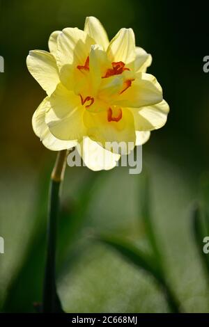 Gelbes Narzissen oder Narzissen (Narcissus pseudonarcissus) Stockfoto