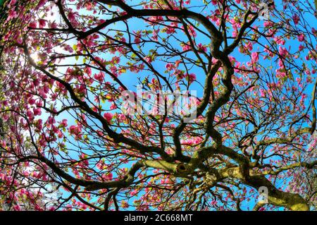 Blüten einer Tulpenmagnolie (Magnolia x soulangeana), Amabilis-Sorte, Baden-Württemberg, Deutschland Stockfoto