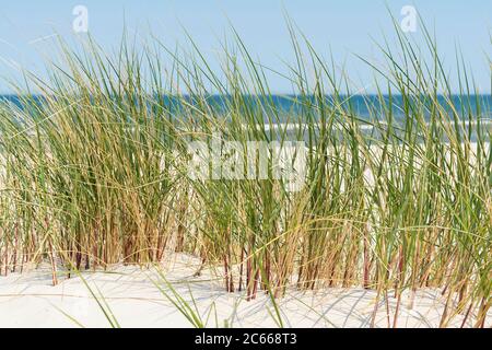 Polen, Slowenischer Nationalpark, Ostseeküste, Strand, Gras Stockfoto