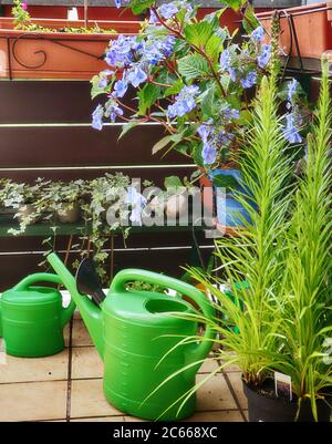 Topfpflanzen und eine Gießkanne im Sommer auf dem heimischen Balkon Stockfoto