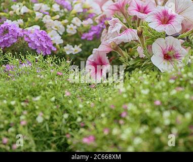 Schöne Sommerblumen auf dem Balkon zu Hause, weiche Fokus Stockfoto