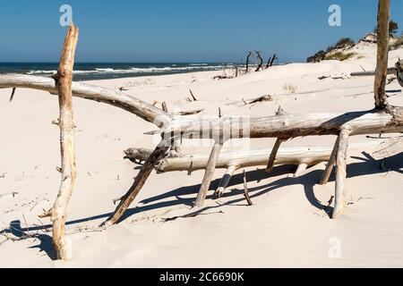 Polen, Slowenischer Nationalpark, Ostseeküste, verwittertes Holz Stockfoto
