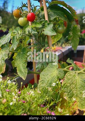 Gartenarbeit auf dem Balkon: Kirschtomaten auf der Topfpflanze Stockfoto