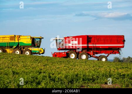 PEA Ernte Bawdsey Suffolk England Stockfoto