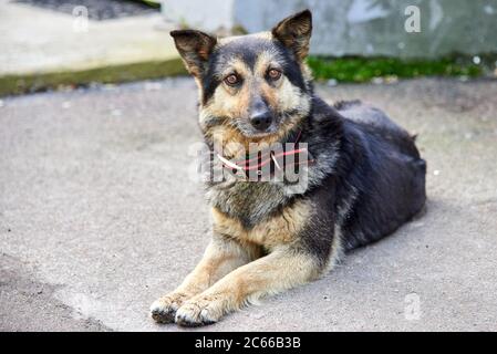 Portrait eines niedlichen Schäferhundes mit Kragen liegt auf einer Asphaltstraße auf einer Stadtstraße. Stockfoto
