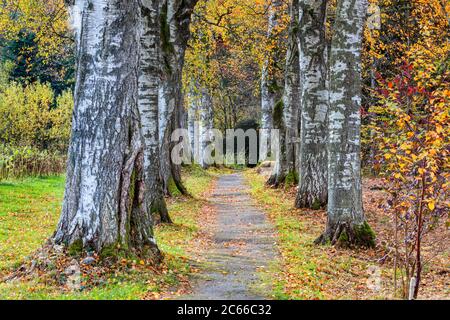 Birkenallee im Herbst in Bad Heilbrunn, Oberbayern, Bayern, Süddeutschland, Deutschland, Europa Stockfoto