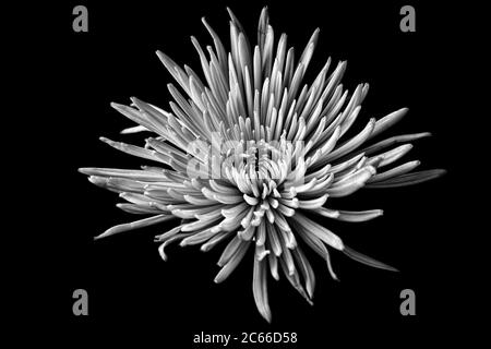 Schwarz und Weiß Spinnenblüte Chrysantheme Blume auf schwarzem Hintergrund Stockfoto