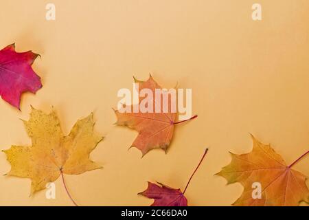 Herbstblätter auf gelbem Hintergrund, Stockfoto