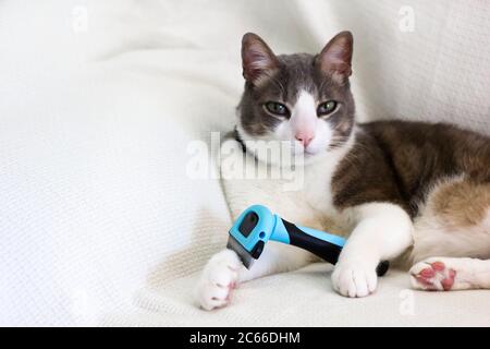 Katzenpflege. Weiß grau Katze liegt auf dem weißen Sofa durch Bürsten Kamm mit Fell. Entfernen von Haustieren Haare. Die Pflege der Tierkämme mit einer speziellen Bürste Stockfoto