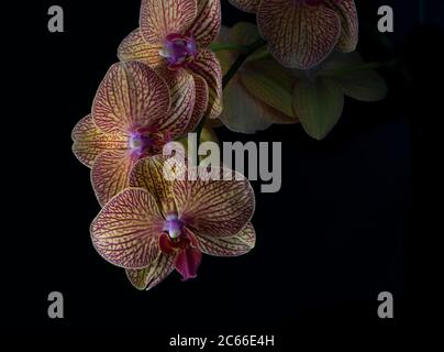 Eine Phalaenopsis Orchidee, oder allgemein bekannt als Moth-Orchidee, auf einem schwarzen Hintergrund Stockfoto