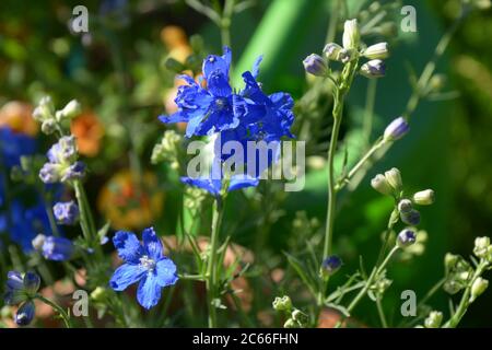 Blaue Blüten von Consolidata ajacis im Kräutergarten Stockfoto