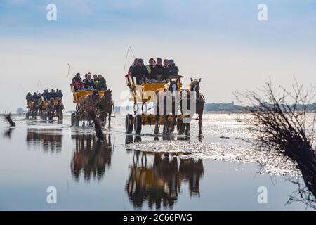 Deutschland, Niedersachsen, Cuxhaven, Neuwerk, Wattenmeer, Wattmeer, Pferdekutschen Stockfoto
