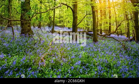 Warme Sonne scheint durch Buchenbäume in einem englischen Bluebell-Holz, Dumbleton, Gloucestershire, England Stockfoto