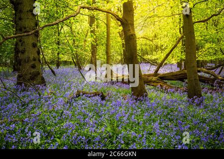 Warme Sonne scheint durch Buchenbäume in einem englischen Bluebell-Holz, Dumbleton, Gloucestershire, England Stockfoto