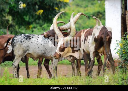 Ankole Watusi Rinder im Corral, Uganda Stockfoto