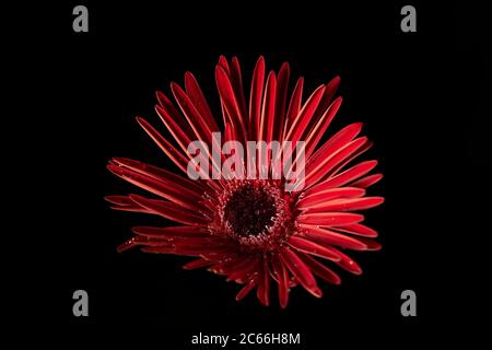 Leuchtend rote Gerber Daisy mit Wassertropfen auf schwarzem Hintergrund Stockfoto