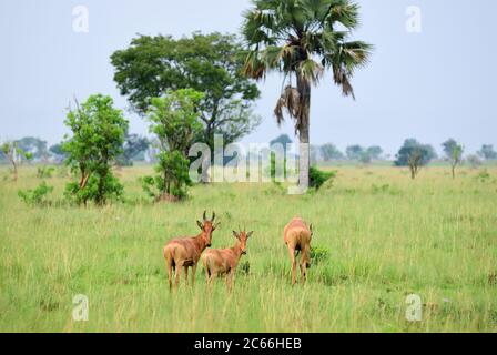 Herde der Antilope Lelwel Hartebeest (Alcelaphus buselaphus lelwel), auch bekannt als Jackson's Hartebeest im Murchison Falls National Park, Uganda Stockfoto