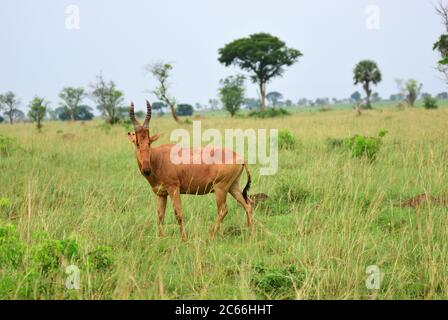 Antilope Lelwel Hartebeest (Alcelaphus buselaphus lelwel), auch bekannt als Jackson's Hartebeest im Murchison Falls Nationalpark, Uganda, Afrika Stockfoto