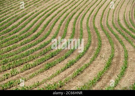 Deutschland, Bayern, Oberbayern, Altötting (Kreis), Jungmais-Feld bei Asten Stockfoto