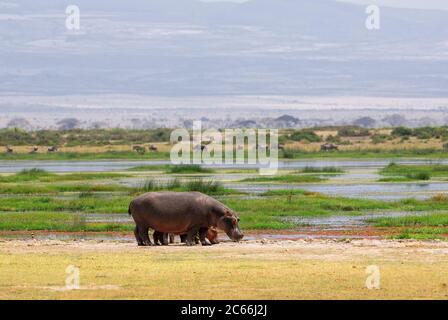 Hippo Familie in einem Sumpf, Amboseli, Kenia Stockfoto