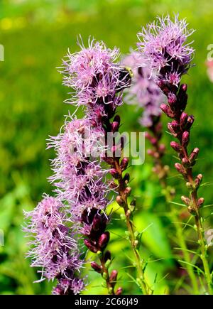 Prairie Homosexuell Federn mit lila blühenden Spitzen, Liatris spicata, blüht in einem Sommer mehrjährige Bett Stockfoto