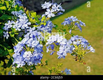 Hellblau blühender Kapbleikraut, Plumbago auriculata, Garten, Detail Stockfoto