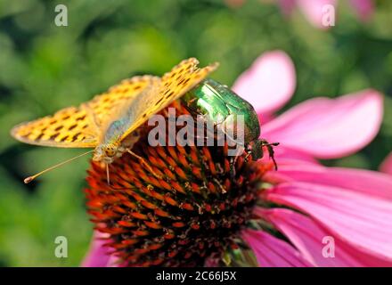 Grüner Rosenchafer, Cetonia aurata und weiblicher silbergewaschene Fritillary, Argynnis paphia, auf blühendem Echinacea purpurea Stockfoto