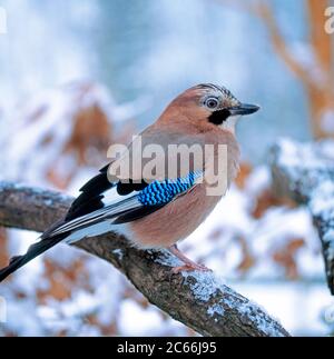 Jay sitzt auf trockenem Eichenzweig, Wald, Winter, Blick um Stockfoto