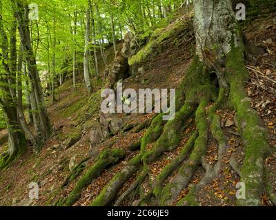 Europa, Schweden, Scania, Nationalpark Söderasen, Buchenwurzeln am Hang des Odensees Stockfoto