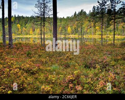 Europa, Schweden, Smaland, Norra Kvill Nationalpark, ruhiger Waldsee, Herbstfarben Stockfoto