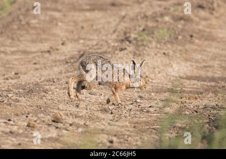 Braunhase, Schellacksteine, Harrogate, North Yorkshire Stockfoto