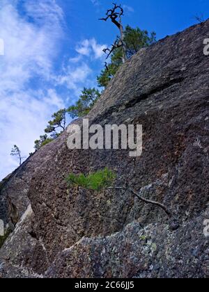 Europa, Schweden, Väster Götland, Tiveden Nationalpark, Kiefern wachsen auf Granitfelsen Stockfoto