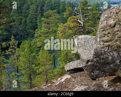 Europa, Schweden, Väster Götland, Tiveden Nationalpark, Granitfelsen, Kiefernwald Stockfoto